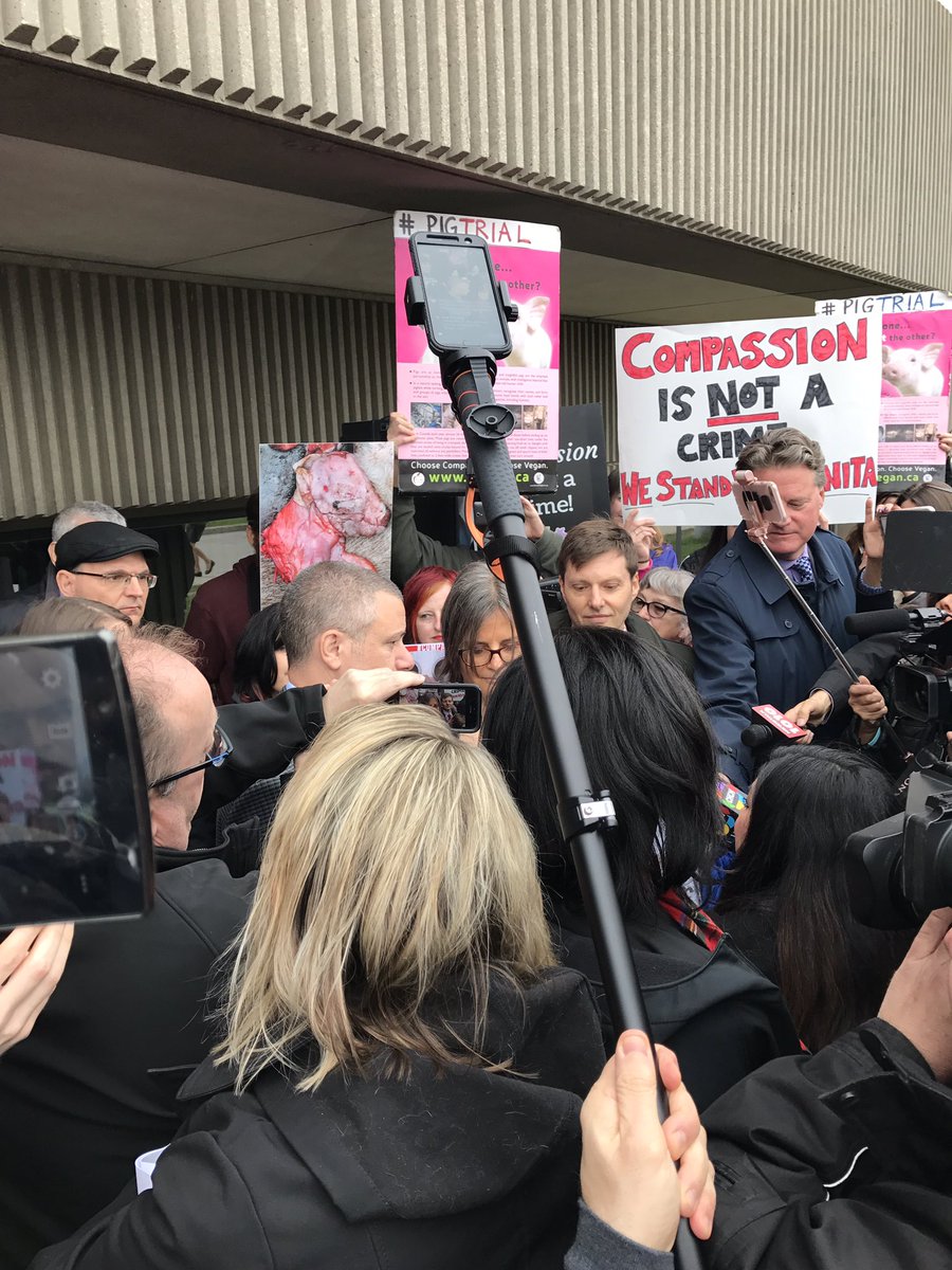 TorontoPigSave's tweet image. Judge rules compassion is NOT a crime #pigtrial #compassionisnotacrime #vegan