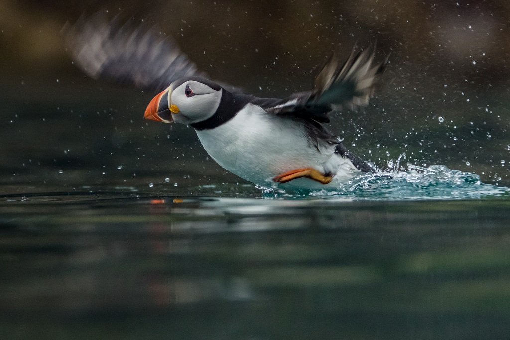 SonyUK's tweet photo. The Sony RX10 III enabled wildlife photographers to capture incredible imagery of the most endangered animals. https://t.co/ljJ6aWC35H https://t.co/5417rXtXIX