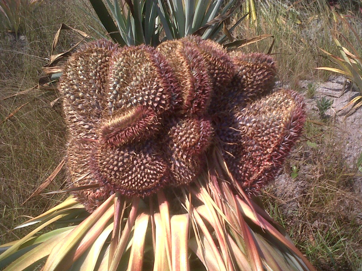 Mocuba14's tweet photo. @JohnGardnerWSU Hello John Gardner I am Jose Popinsky. i am agronomy from Mozambique i would like help me see this problem in that crop https://t.co/tUkHvLCNSd