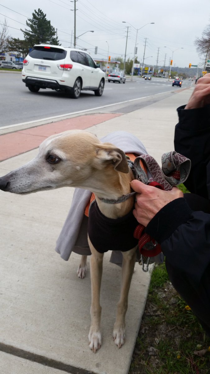 annhui's tweet image. Doggie protesters #PigTrial