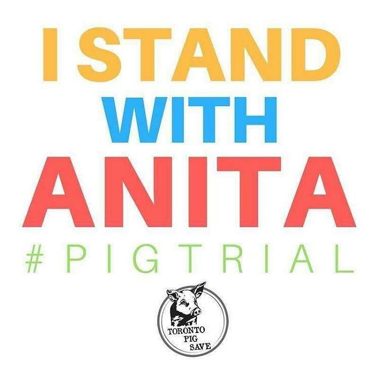 greennomad61's tweet image. TODAY! May 4, 2017
#PigTrial
Follow .@TorontoPigSave
for updates
#IStandWithAnita 🙋
#CompassionIsNotACrime
#News 🔁