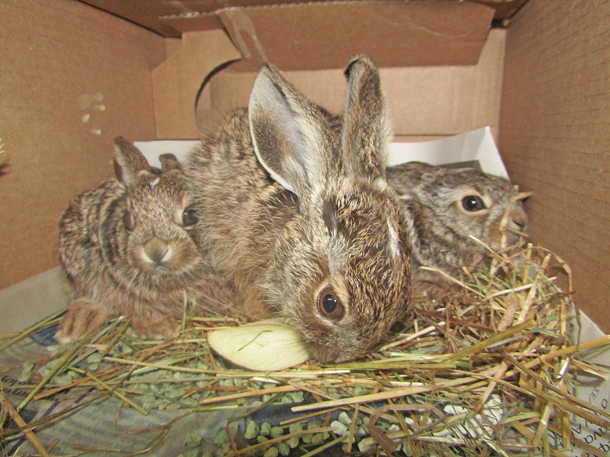 One more to the family! #hare #wildliferescue