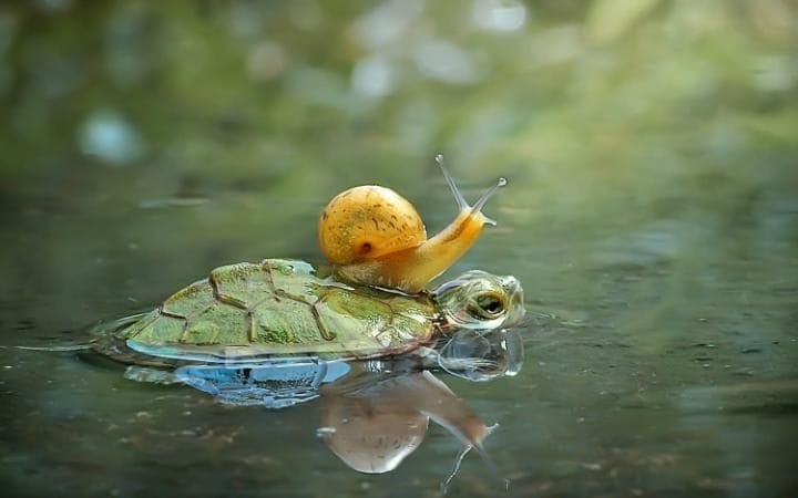 This is either a very resourceful #snail or a bit of a stowaway! #stowaway #hitchingaride #nature #mothernature #thursdaymotivation