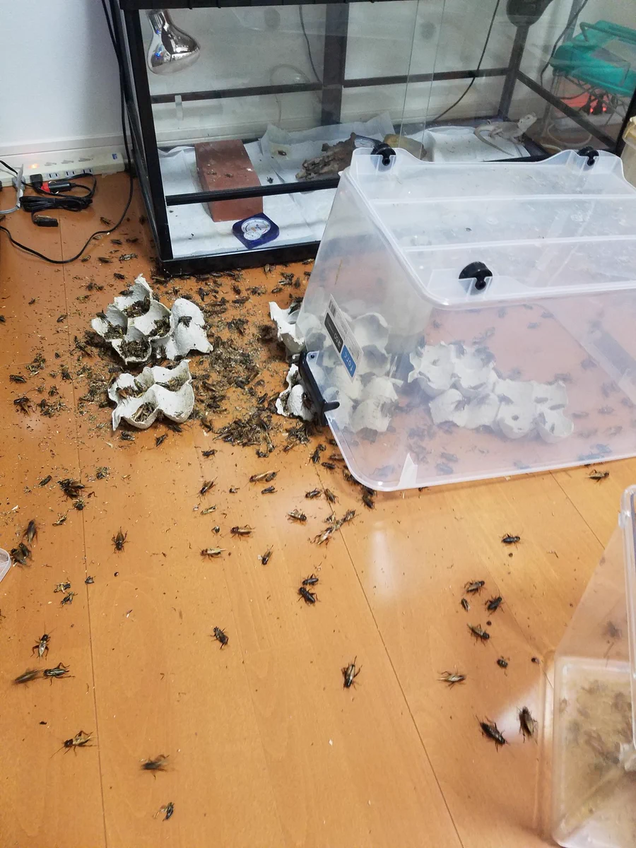 【閲覧注意】爬虫類のエサのコオロギをぶちまけた絶望的な画像がこちらｗｗｗ