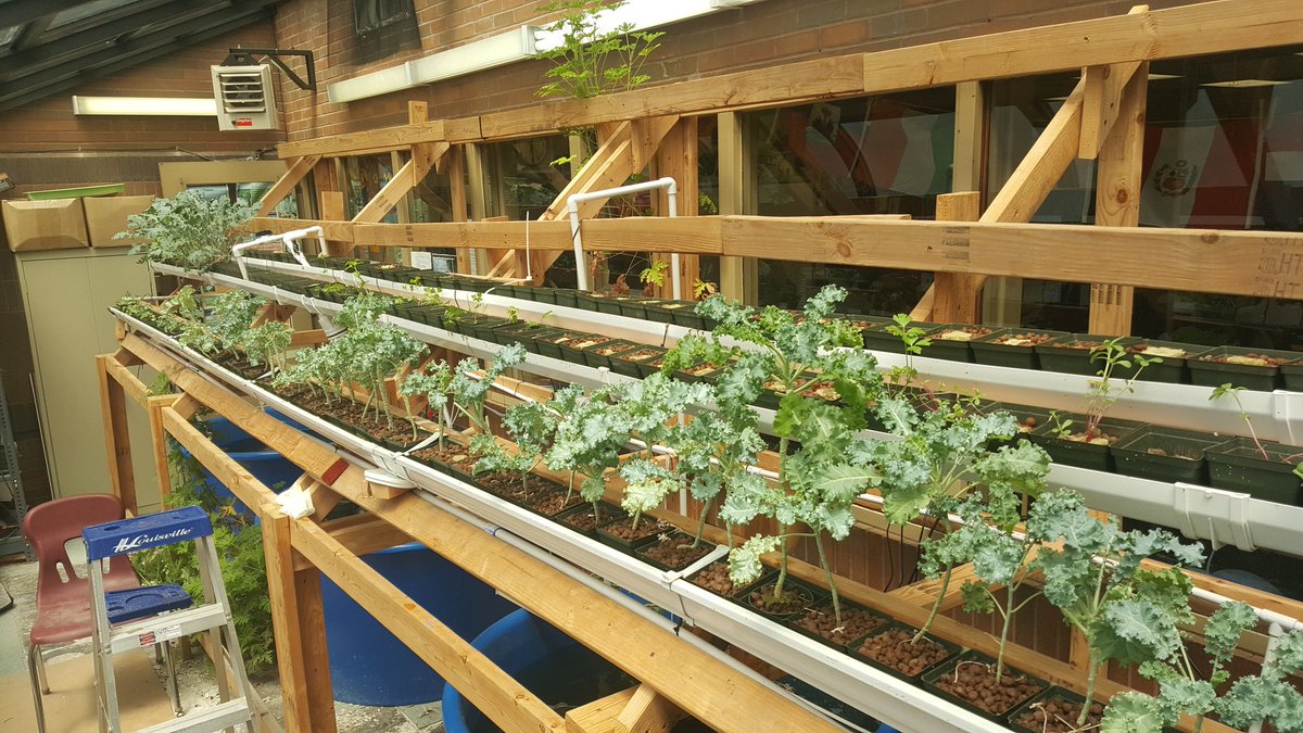 odonnellPS28's tweet photo. State testing break!  Within 1 hr. 219 replaced all microgreens with basil. Kids feel in love with botany! @projectres @jnaatus https://t.co/r7rFAa00PY