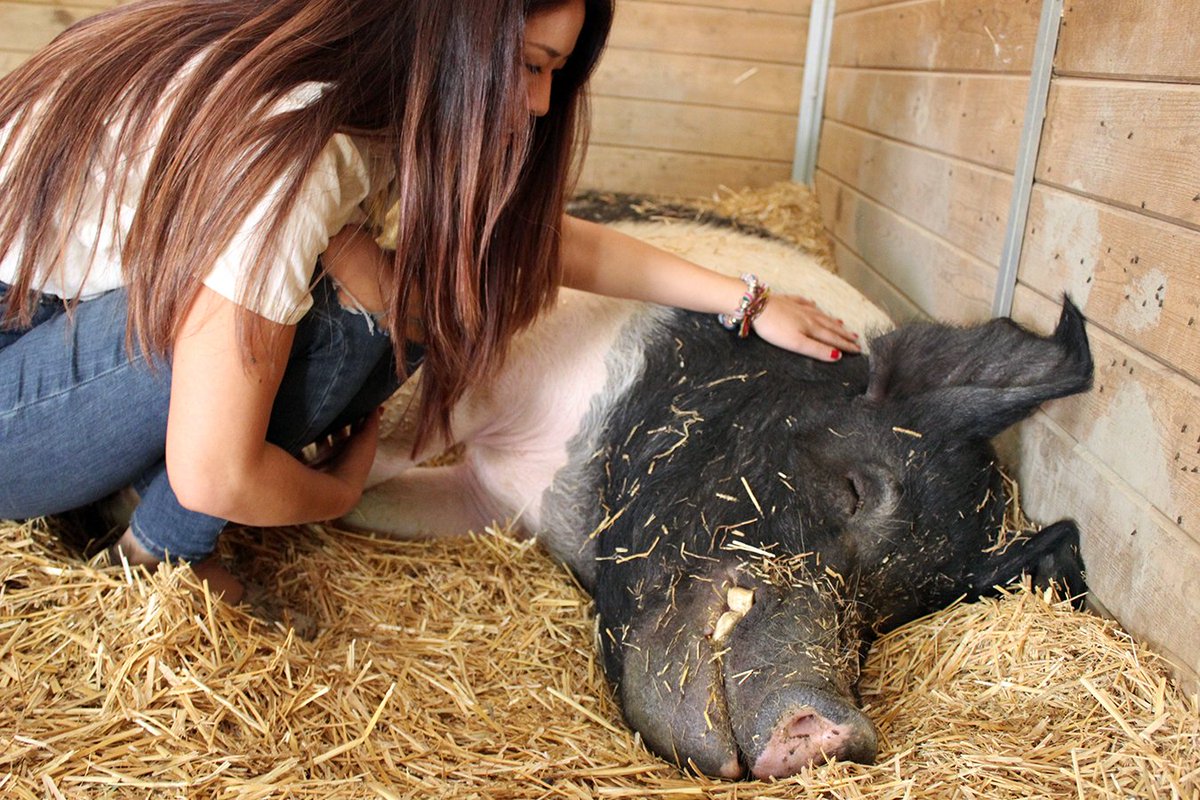 peta's tweet image. Every animal deserves compassion ❤️ #GoVegan #PigTrial