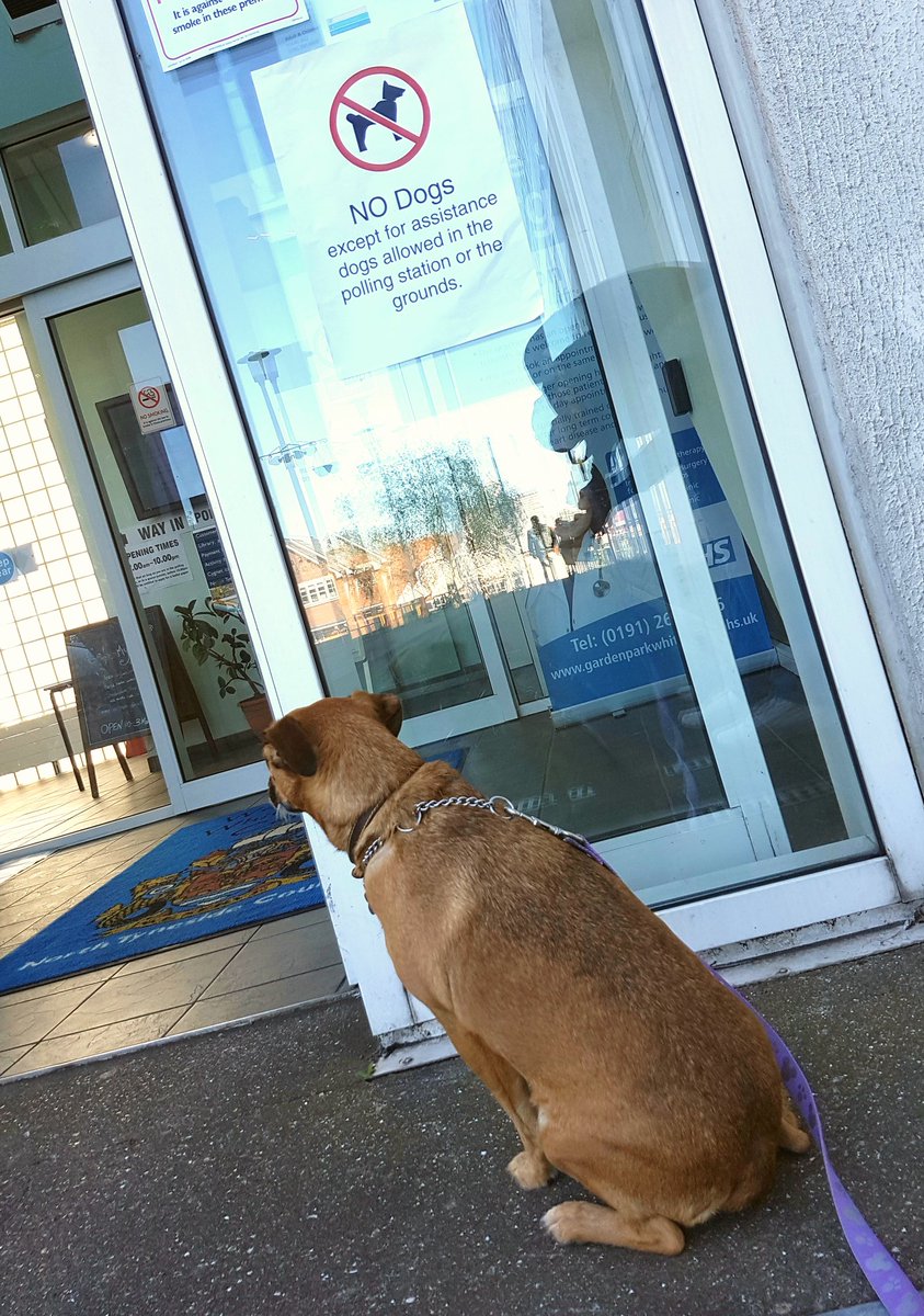 #dogsatpollingstations
Lexus was very disappointed.