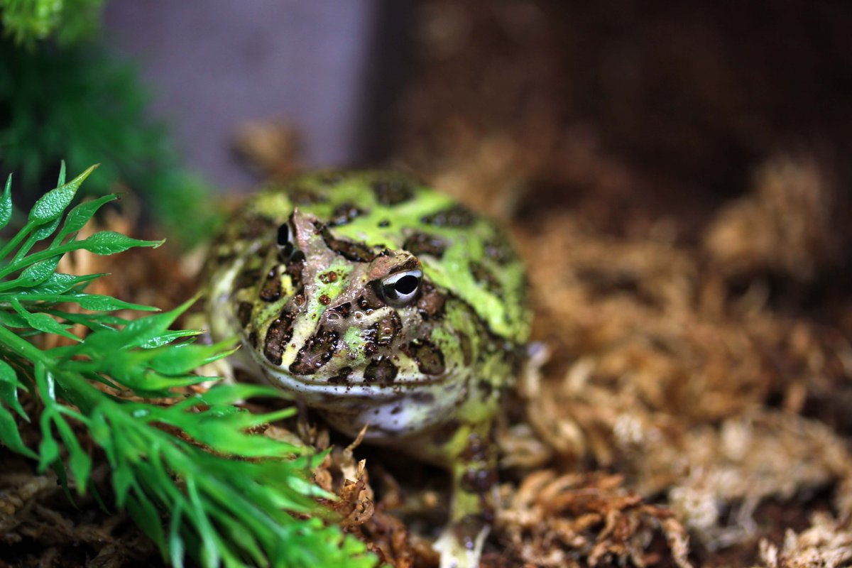 chessingtongc's tweet image. Visit our pet centre and take a look at some of our interesting pets! #pacmanfrog #hornedfrog #uniquepets