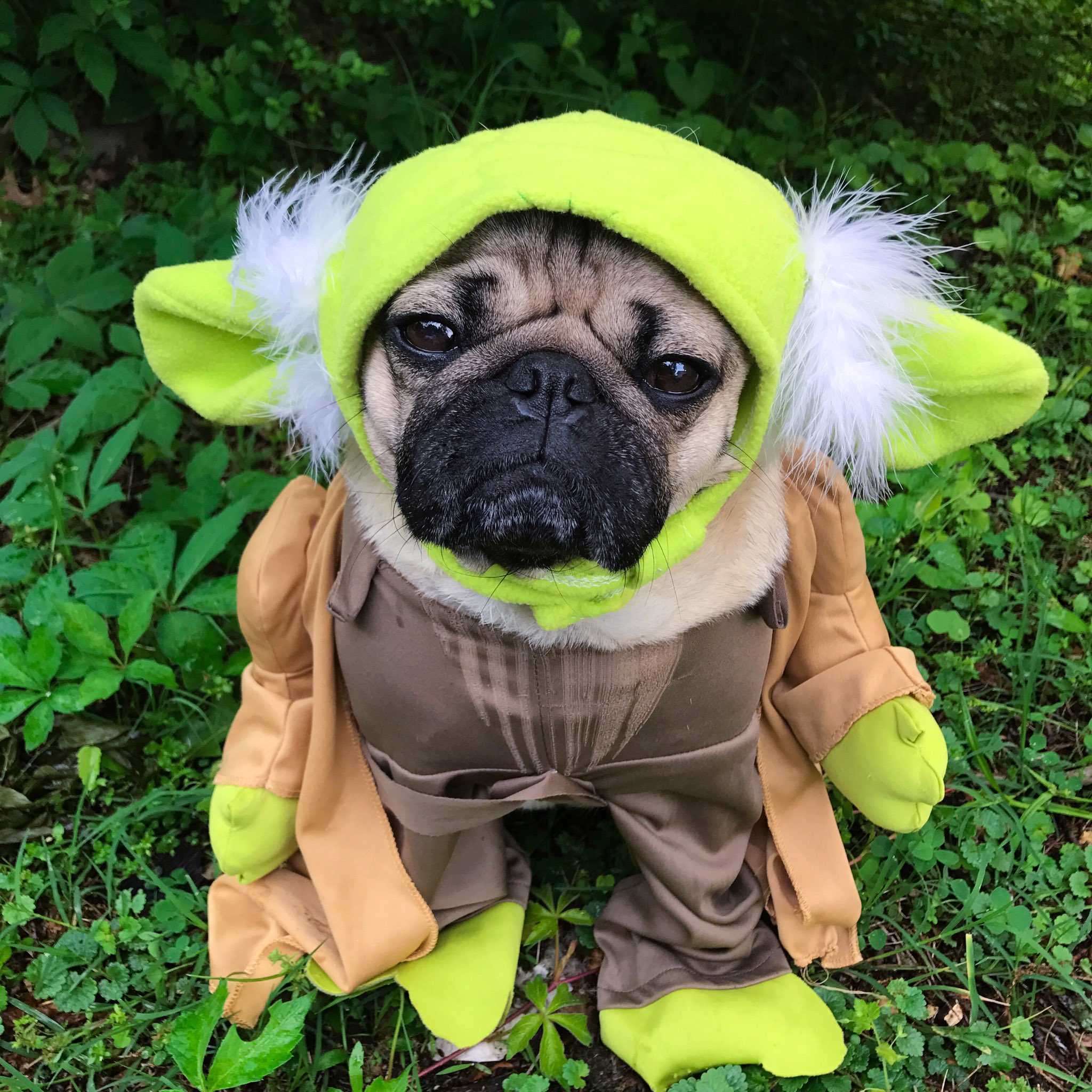 Мопс Doug