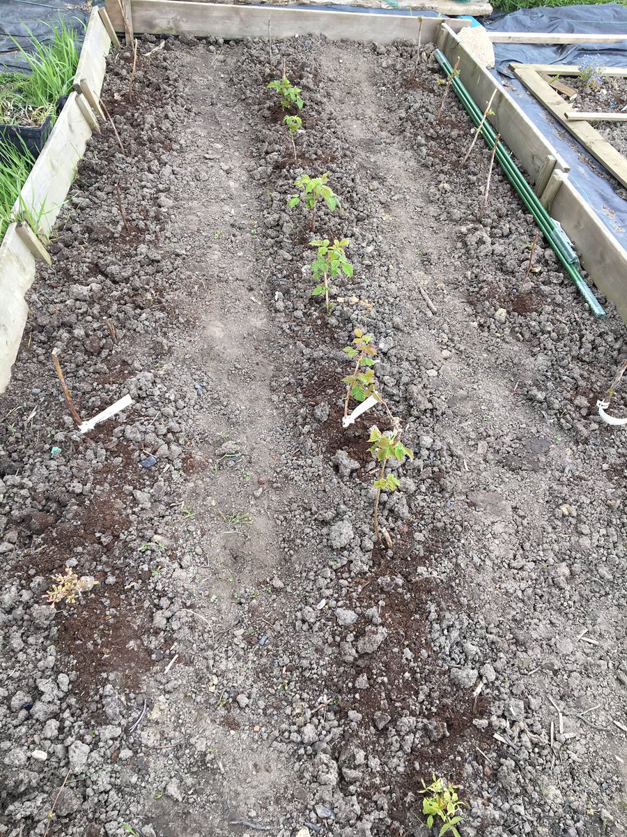 allotment85a's tweet photo. 2 baby free hours and what do I do.... Weeding of course! My plot is looking much more cared for now 👍#allotment https://t.co/m628XCtJJm