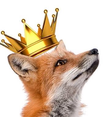 peterinhetbos's tweet photo. Fijne #Koningsdag! #royalfox #WA50 https://t.co/3XfAiVWhPR
