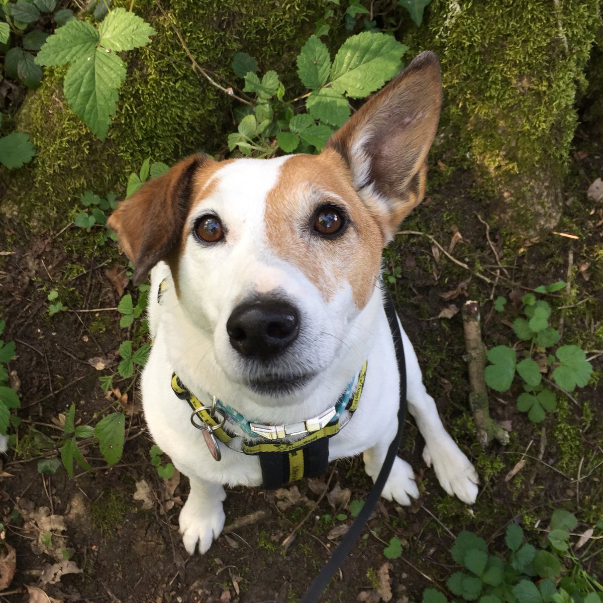 K9WellBeing's tweet photo. Good morning! Hope you all have a pawsome day 😀 not long till the weekend now 👍 https://t.co/0b23pFDTEE