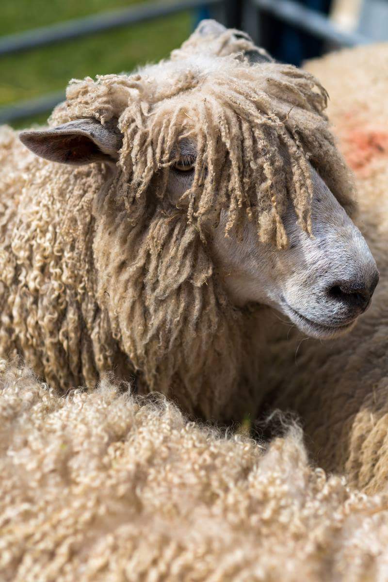 All things woolly! This Monday 10.30am to 4pm at the Cotswolds Discovery Centre #Northleach #Cotswolds