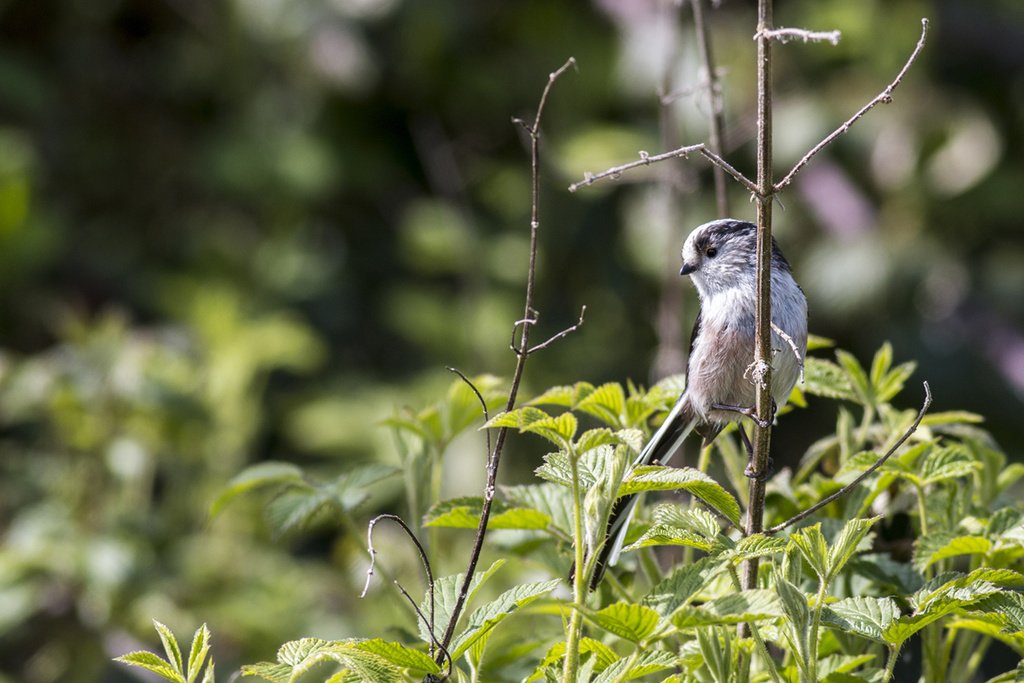 Fromanurbanlake's tweet photo. Another of the Long-tailed Tits from the other day.

#longtailedtit #LTT #tit #nature #wildlife
#Birds #Birdsofins… https://t.co/urXqP6zE0c https://t.co/325CRHDeXL
