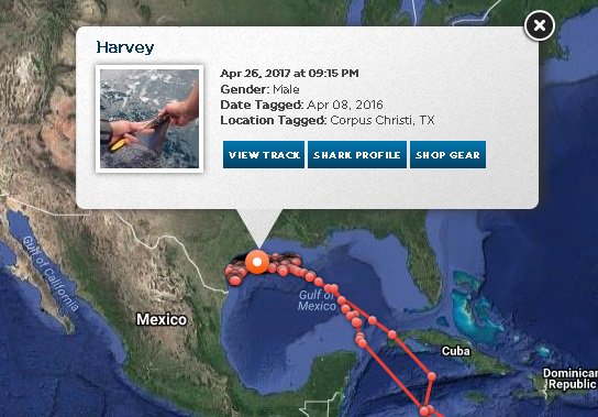 carsoncooper's tweet image. Harvey the Mako is back home near Texas -- on Gulf Coast Time!  Check out the Sharktracker here: ocearch.org