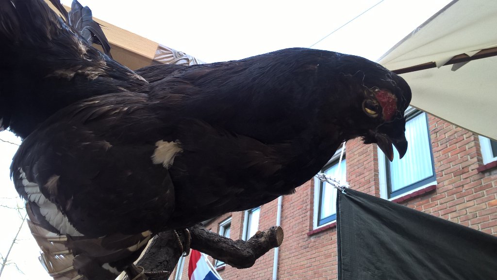 Bert Roor tweet media