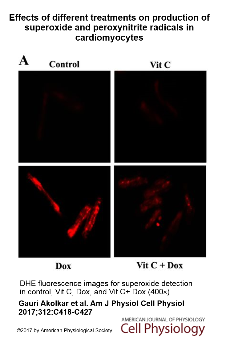 AJPCellPhys's tweet photo. “Results suggest that Vit C provides cardioprotection by reducing #Oxidative/#Nitrosative stress and inflammation…” https://t.co/CjFoks7IoQ https://t.co/P9KljYpEKS