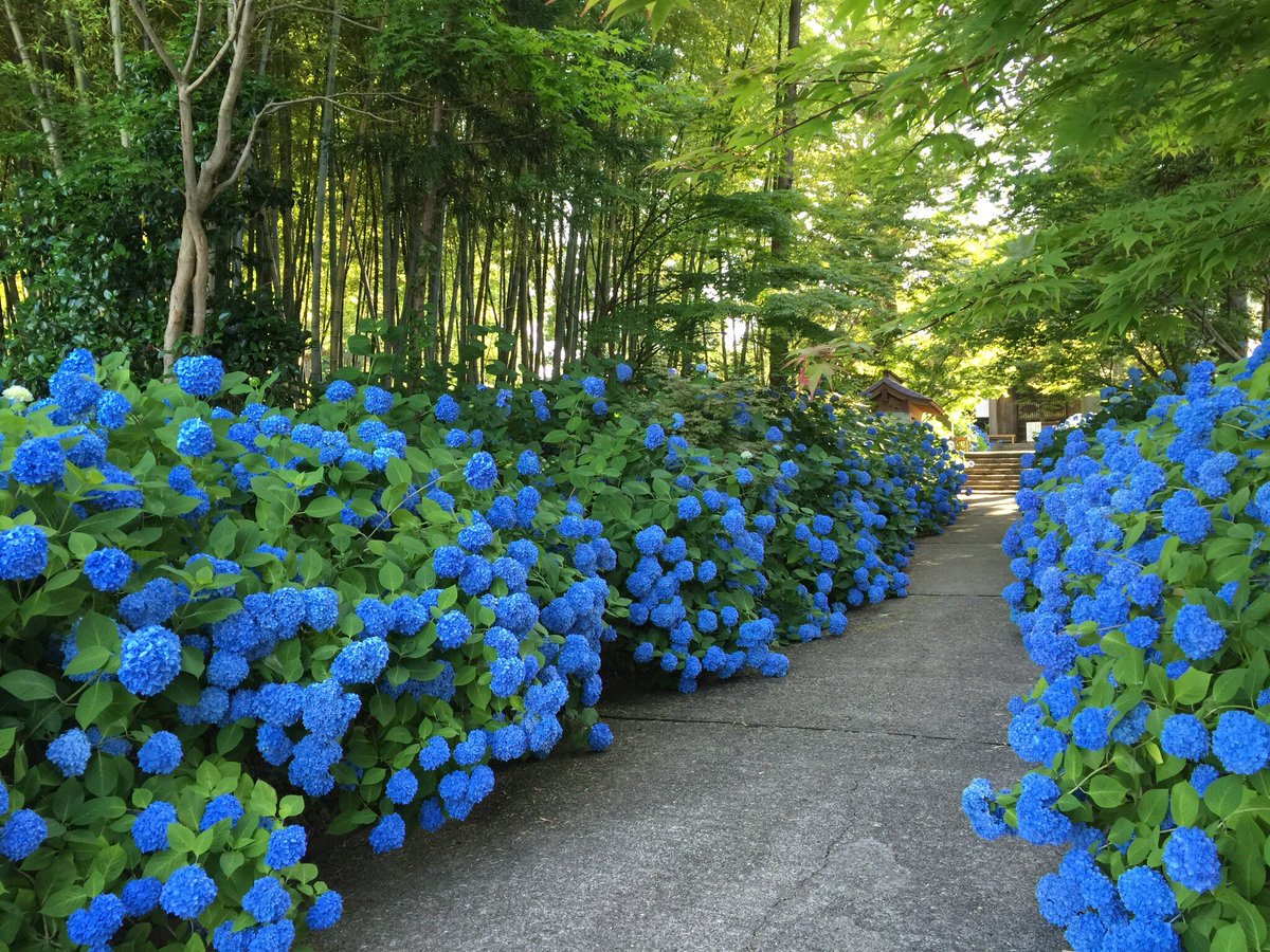 ｈａｎａ 男鹿市 雲昌寺の紫陽花 蒼く染まった紫陽花の向こうに海が見えるよ 東北でよかった 秋田県 男鹿市