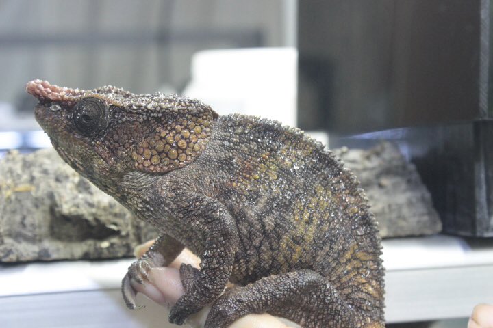 goriodesu's tweet photo. 今回のマダガスカル便は
レア種ワラワラ(^^) https://t.co/FxB5iXhgAo