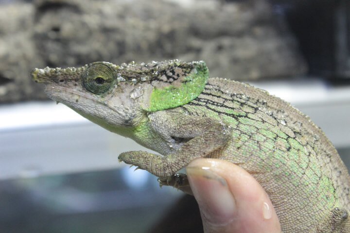goriodesu's tweet photo. 今回のマダガスカル便は
レア種ワラワラ(^^) https://t.co/FxB5iXhgAo