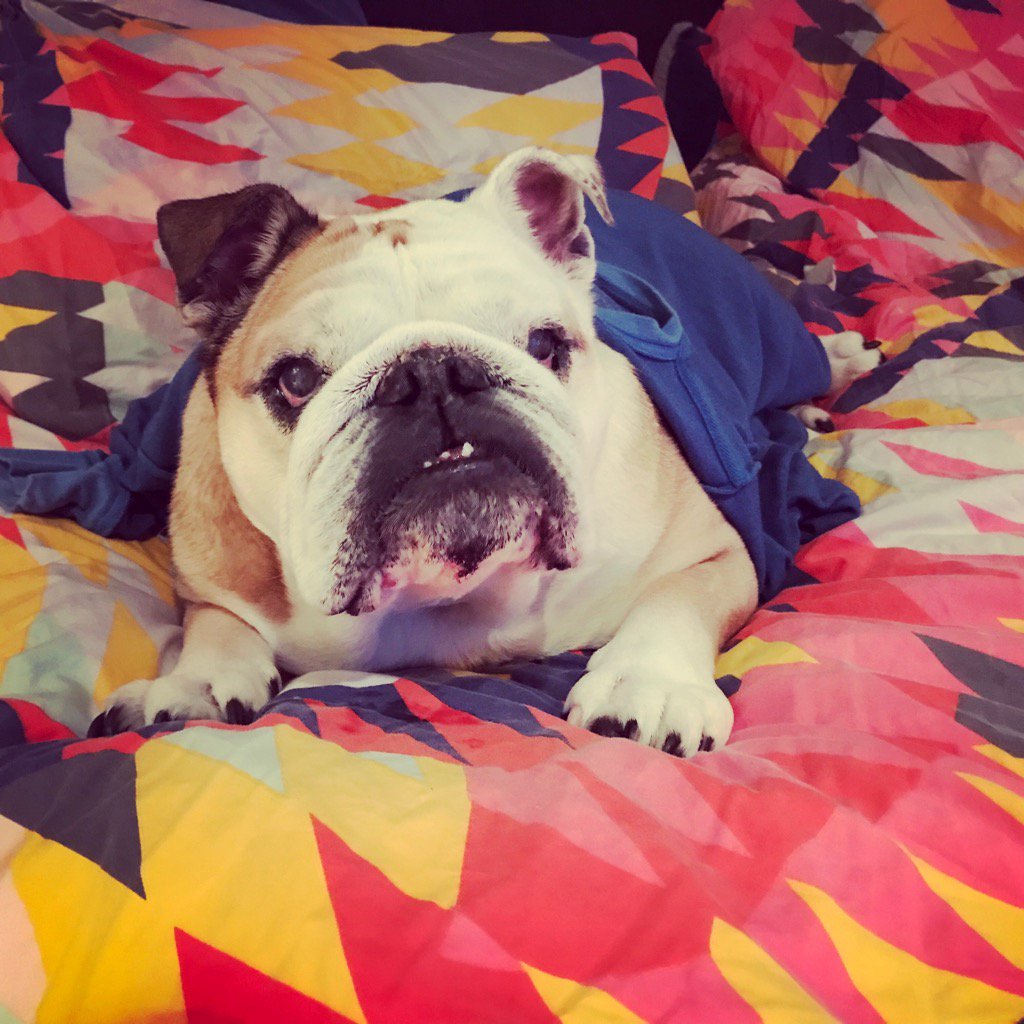 dognamedchopper's tweet photo. Continuing to punish Ma for going away without me. I've taken her side of the bed and also pinched her jumper... https://t.co/ID7eQtItCm