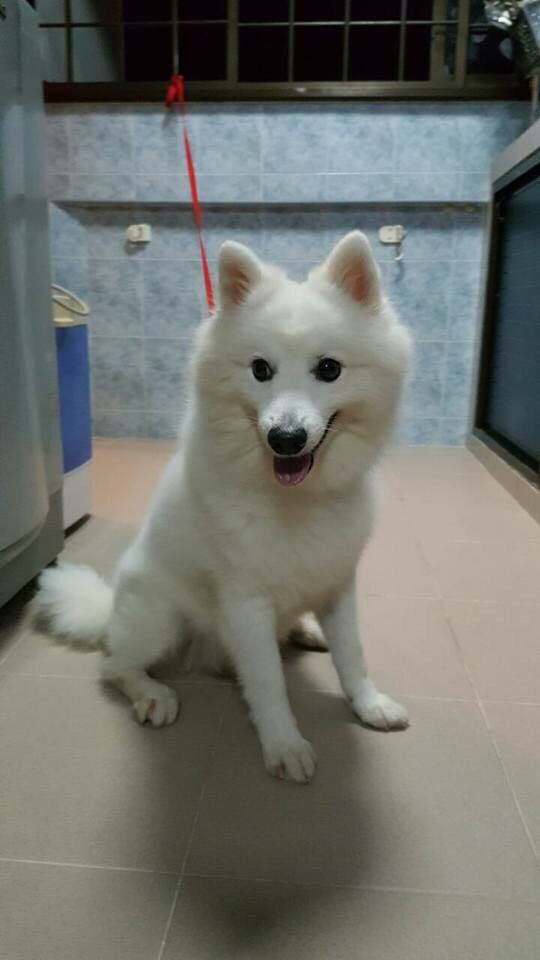 janistangjiayi tweet picture