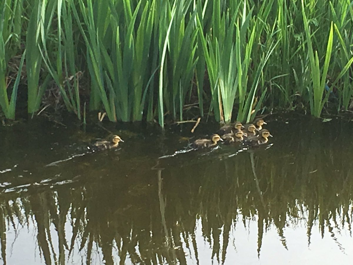 pinktrackies's tweet image. Lovely morning walk with my Hugo on the Somerset levels today, then I see these 7 little beauties 🐣
