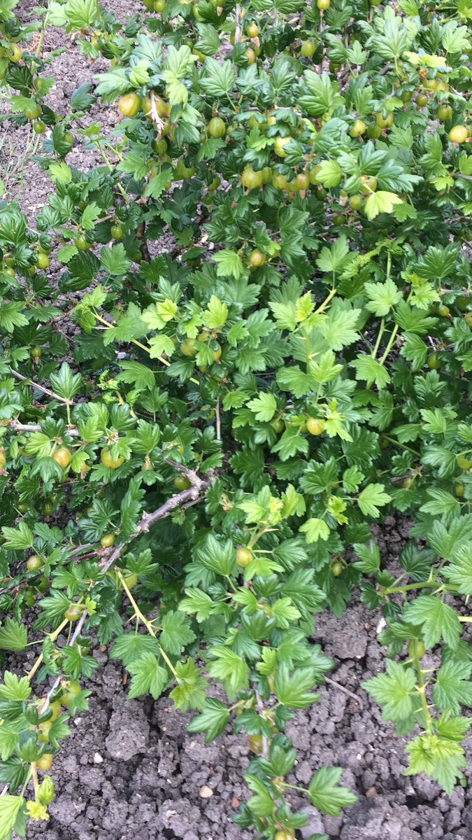 mordoc1's tweet image. Gorgeous gooseberries expected from my #Wandsworth allotment