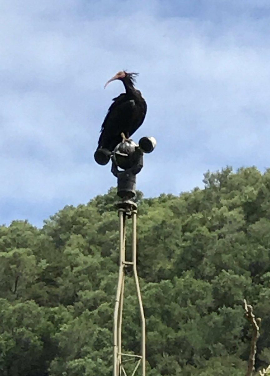 Guiding client on how 2 tke handheld #photos of #NorthernBaldIbis in #SouthernSpain #Birdwatching #Birds #nature #Wildlife #RSPB #BTO #tours