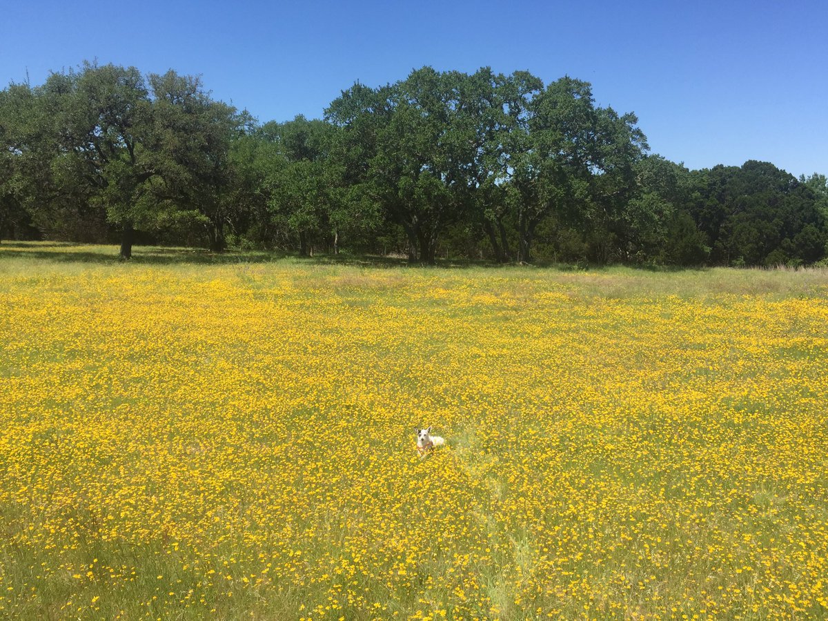 Can you see me? 🌼🌼🌼🌼🌼🐶🌼🌼🌼 #canyonlaketx #wildflowers #overlookpark