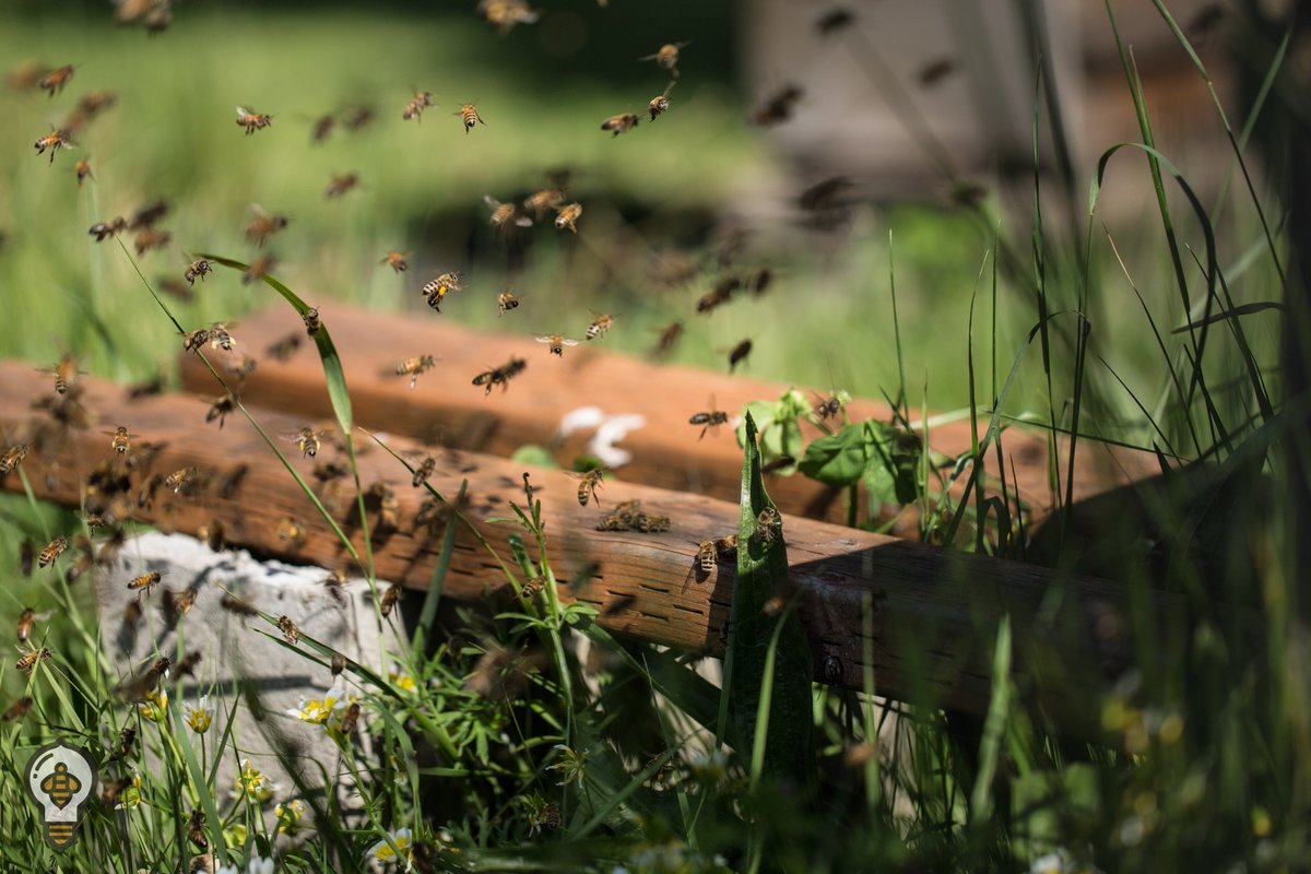 Bee Thinking tweet media