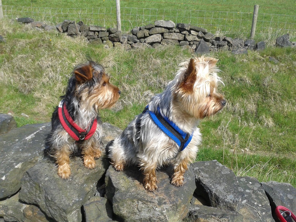 CosyDogs's tweet image. I  like them  because  they  don't  pull on  their  necks  and they're  so  easy  to  clean .
 Regards 
 Jim Haigh (Rochdale )