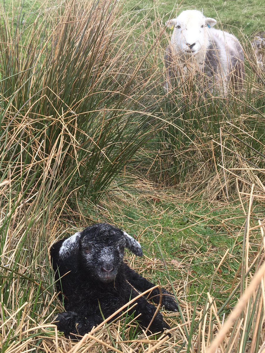 herdyshepherd1's tweet image. OK I'm running on fumes now... about fifty left to lamb