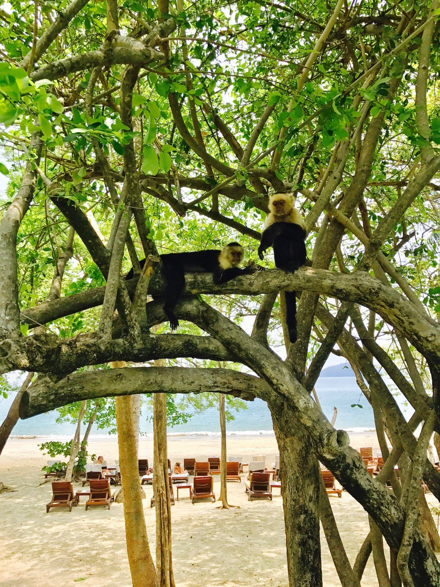 EventsWithRia's tweet image. Day two working in #CostaRica! Check out some of the wildlife I've been hanging out with. #puravida #incentiveevents