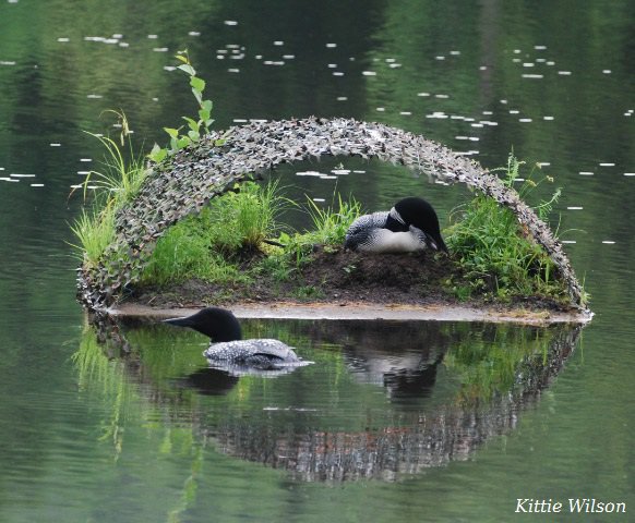 lpc_nh's tweet image. Our work: Since 1975, when there were fewer than 100 loon pairs in New Hampshire, LPC has contributed to quadrupling the population.