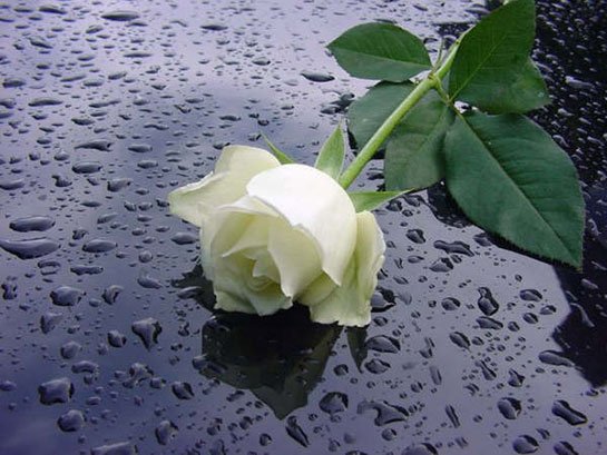 kose (@help_worldhelp) on Twitter photo 