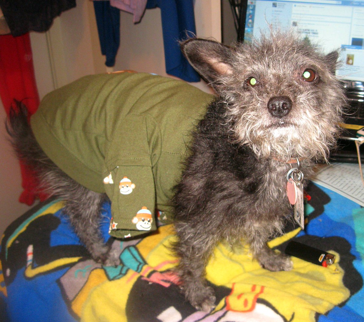 badpiratemonkey's tweet photo. i slept wif shirt on &amp; wen i woked up it wos like dis. is dis wot yoo call a wardrobe malfunction? #PalsPorch #tzubakery #FurryTails #ZSHQ https://t.co/TiVOotDtDH