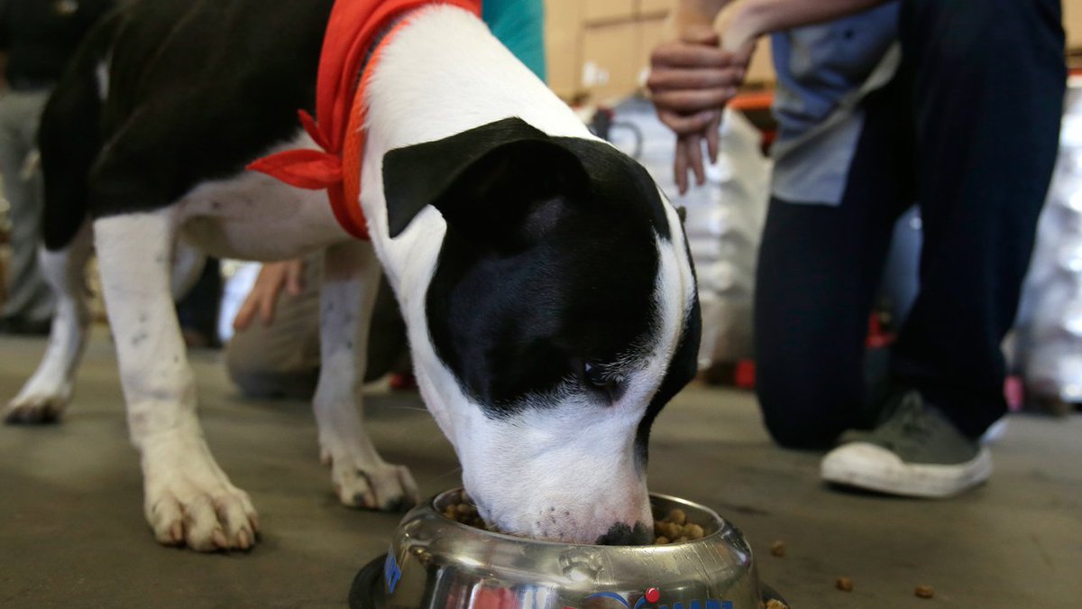 Dog food recalled after samples tested positive for euthanasia drug bit.ly/2oAqs8M https://t.co/IHP1thOq61