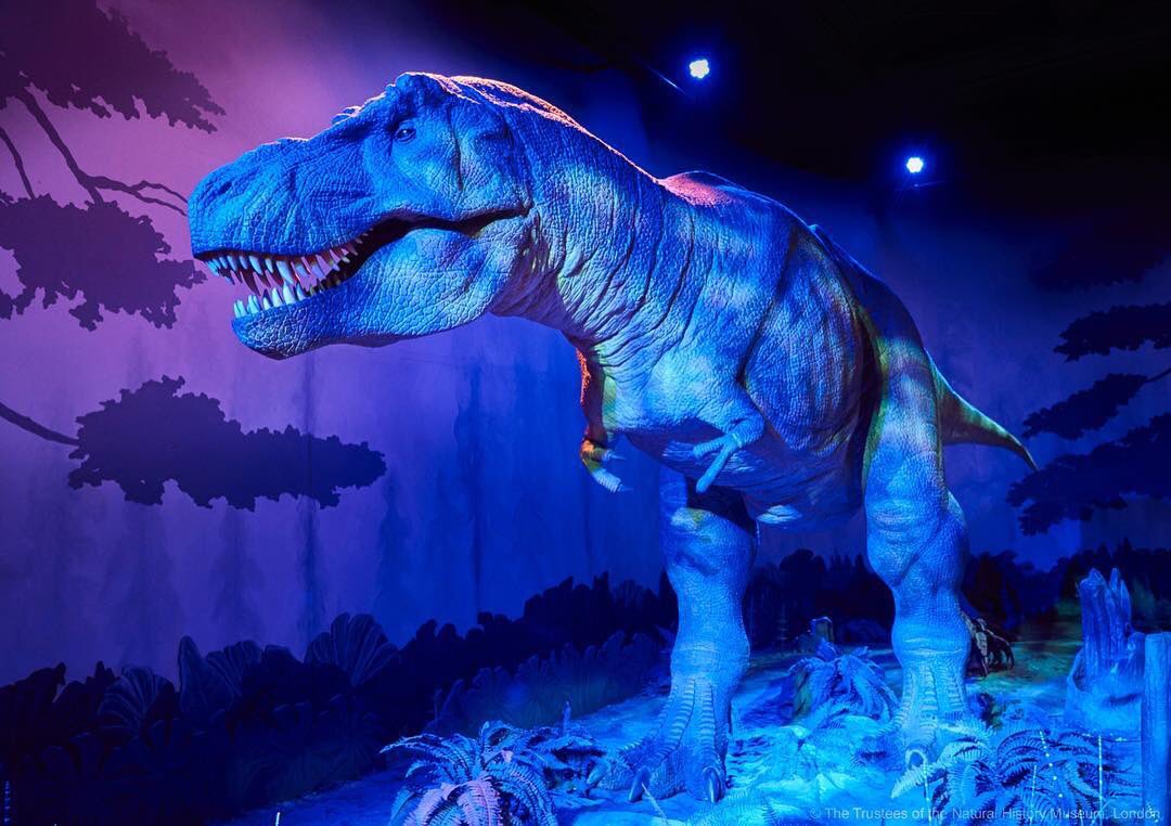 We are going back to the Jurassic period for #ThrowbackThursdays! Do you have the guts to meet Mr. T-Rex <a href="/NHM_London/">Natural History Museum</a> nhm.ac.uk