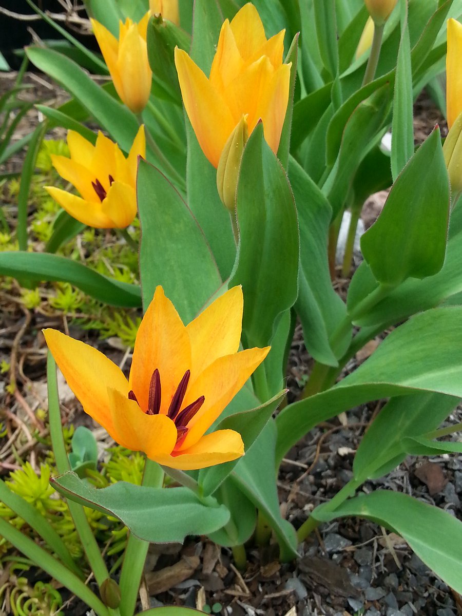 My first tulips of the season! #spring #ottawa