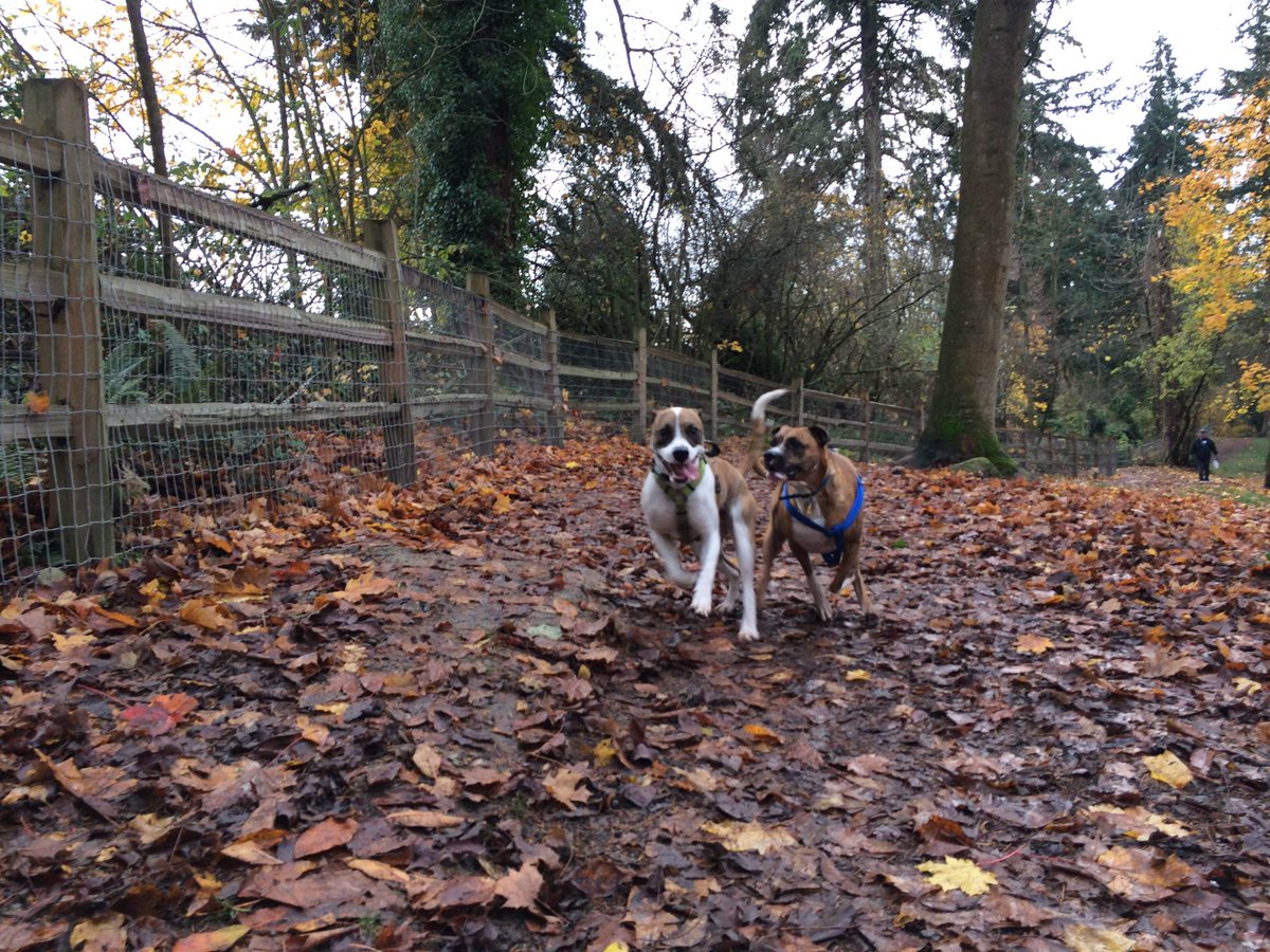 parkstacoma's tweet image. Find an off-leash area and bring your furry friend to play in the park! bit.ly/2oCggYc