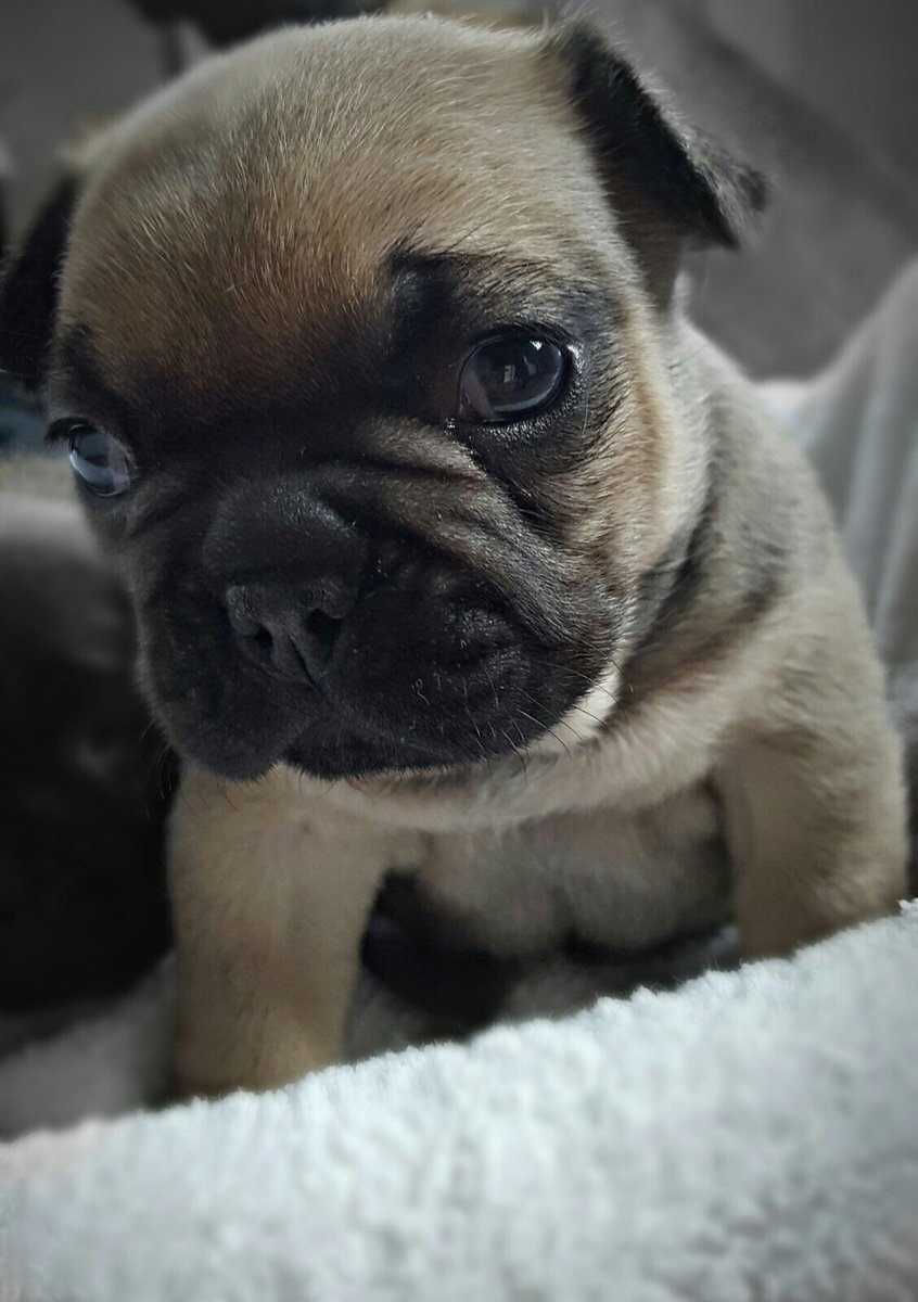 Hi I'm Lois Lane from #Cornwall #bullventors #uk #launceston #puppy #puppylove #frenchbulldog #Frenchie #iloveyou