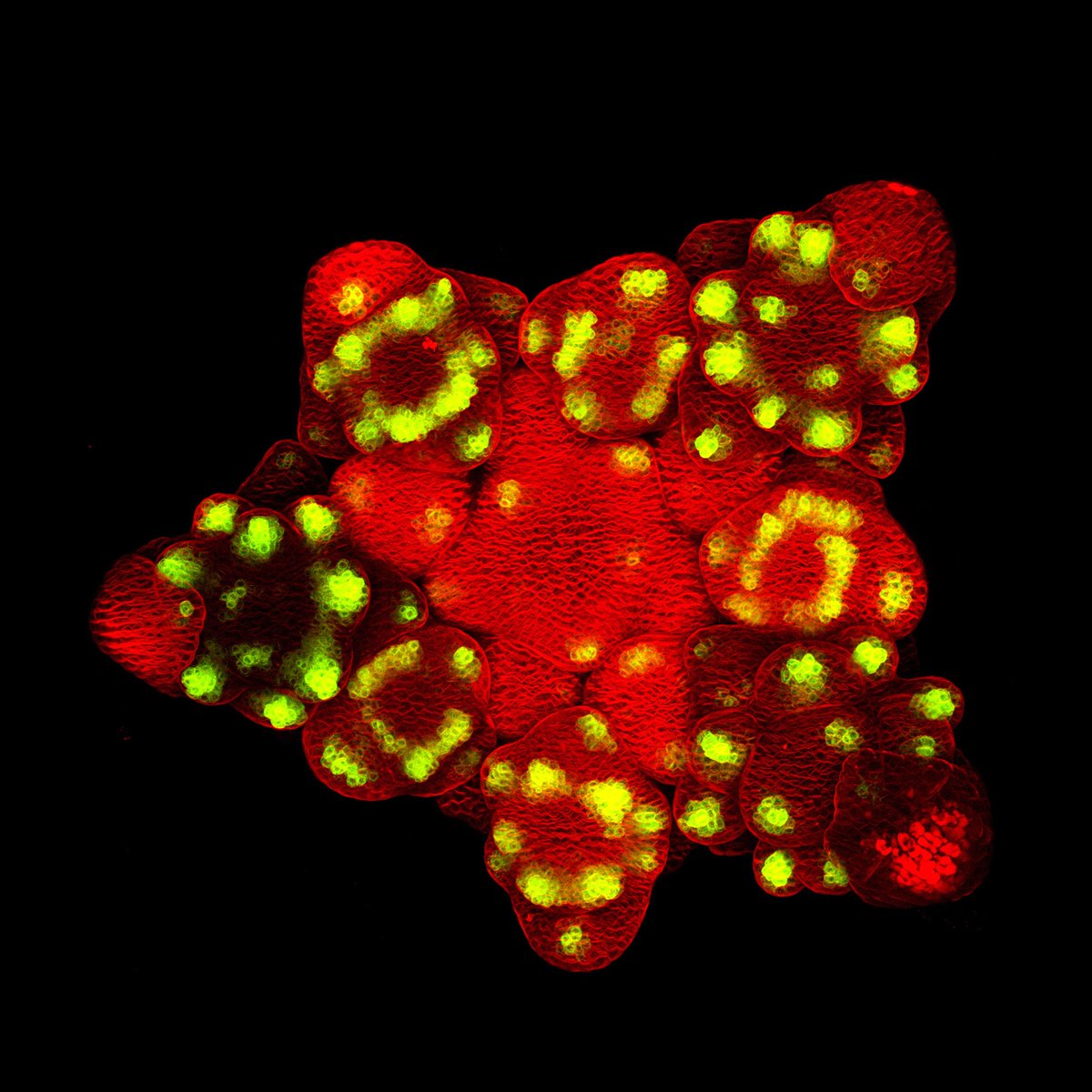 Nat_Prunet's tweet image. My submission to the @RoyalMicroSoc Scientific Imaging Competition. Deadline tonight!
#SciArt #BioArt #Microsocpy #PlantScience #Arabidopsis