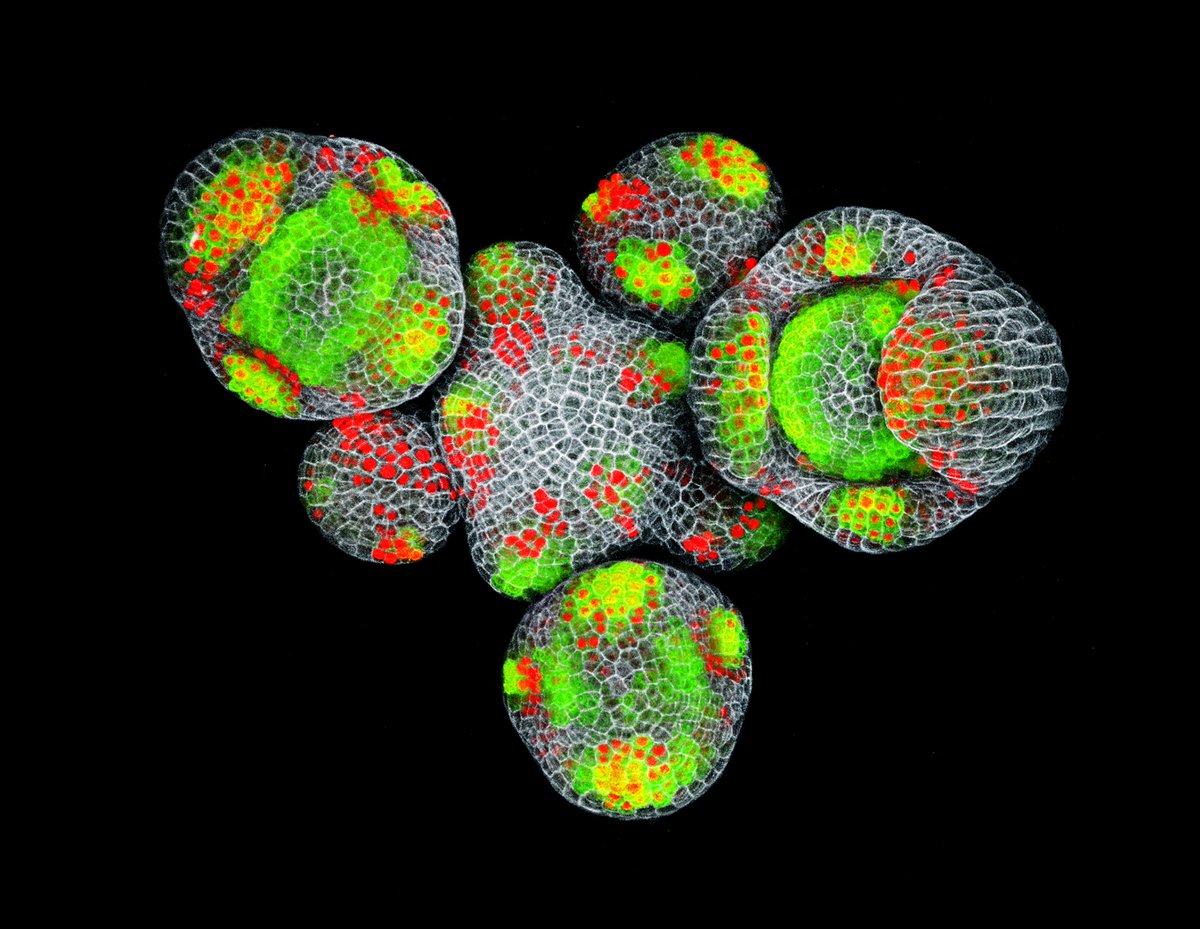 Nat_Prunet's tweet image. My submission to the @RoyalMicroSoc Scientific Imaging Competition. Deadline tonight!
#SciArt #BioArt #Microsocpy #PlantScience #Arabidopsis