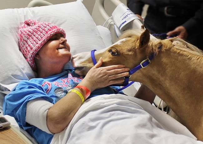 Терапия животными дети. Анималотерапия для пожилых людей. Лечение с помощью животных. Лечение с помощью животных. Канистерапия для детей с аутизмом.