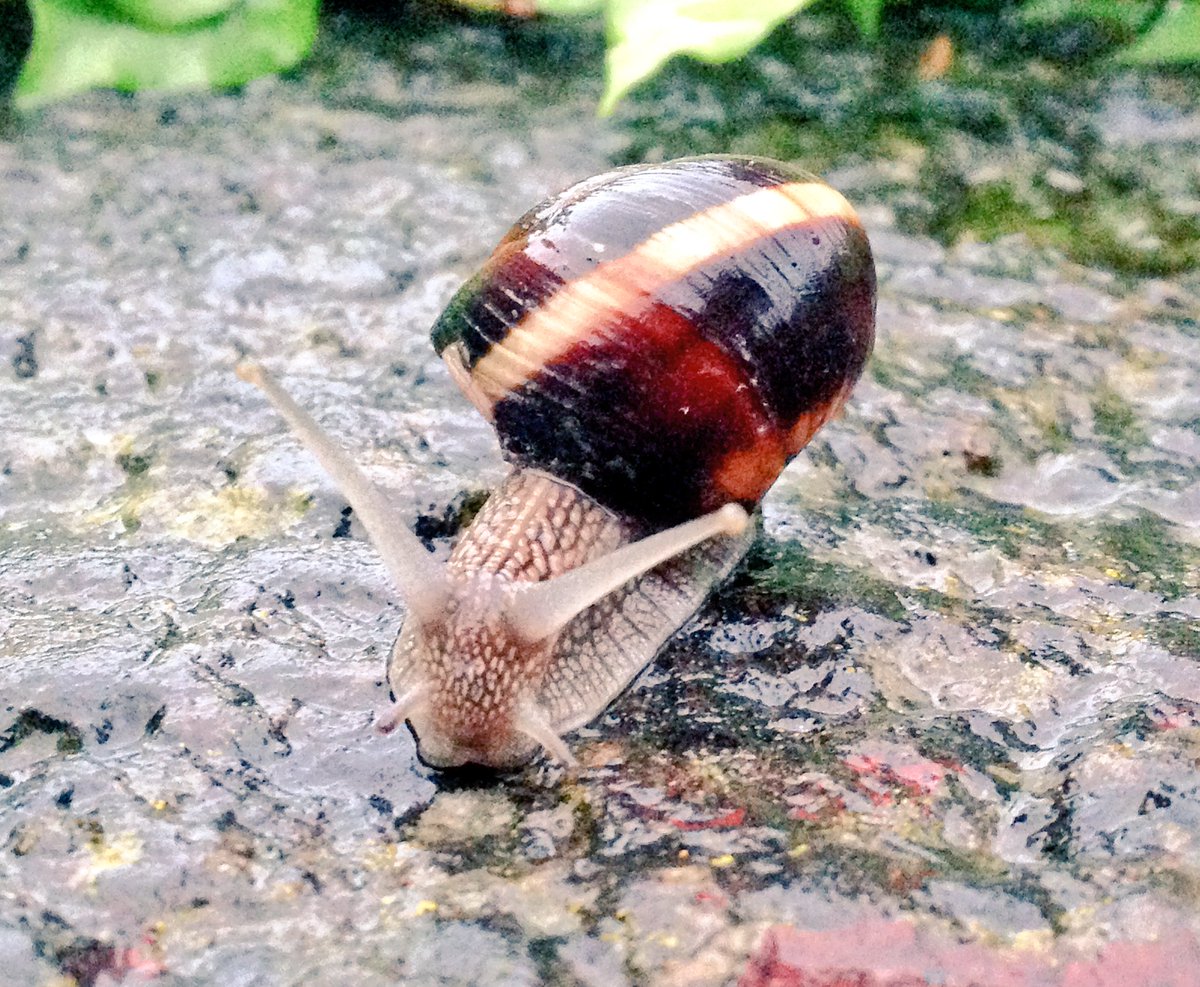 Elogio della lentezza in versione patavina. #Padova #AmoPadova #Veneto #Padovando