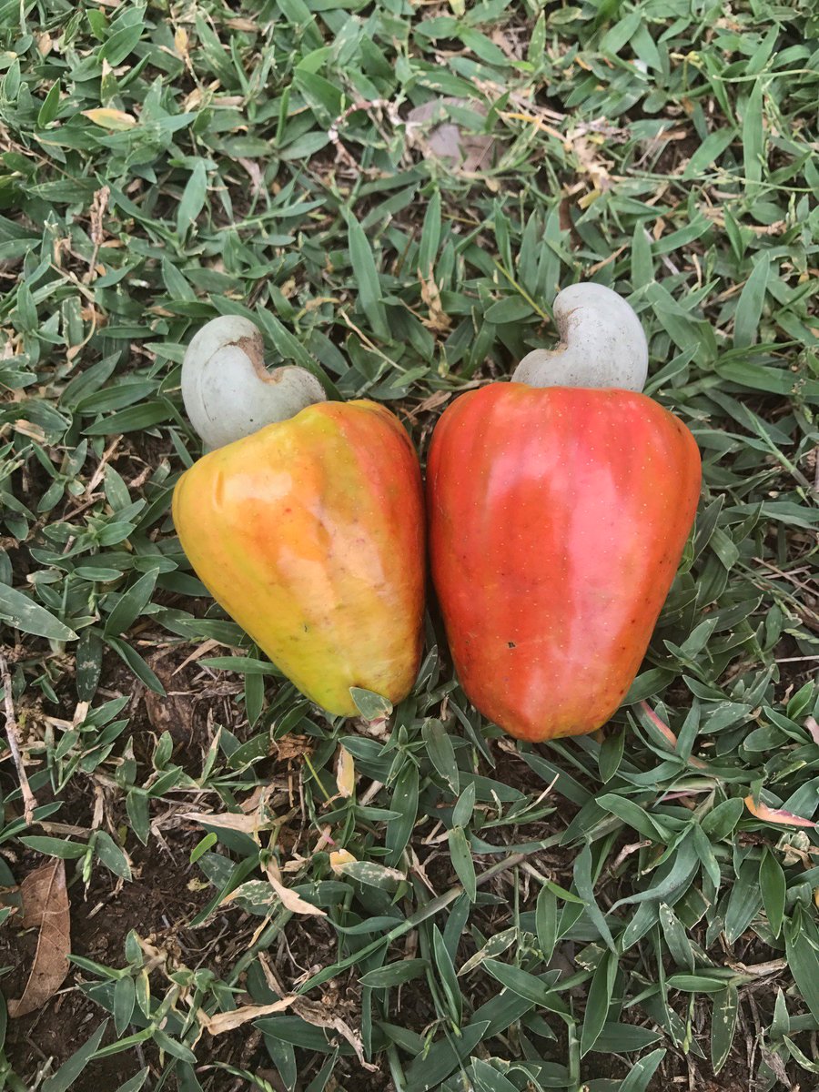 EventsWithRia's tweet image. Do you know what this fruit is? Hint: Don't try to bite the pit before it's roasted. It's toxic! #CostaRica #puravida