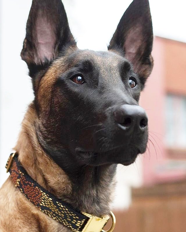 bonjourfido's tweet photo. Feeling #fancy tonight ✨💙✨ #BlackPythonGoldSparkle #DogCollar #dogs #puppy #malinois #gsd #luxe https://t.co/MdnNPMcfBI