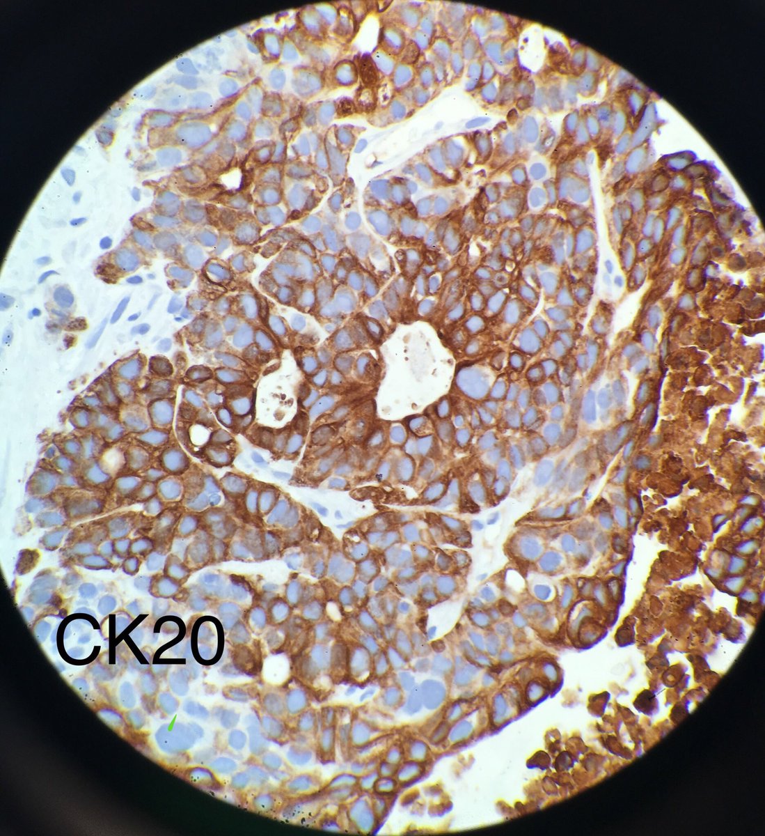 Donald Christensen tweet media