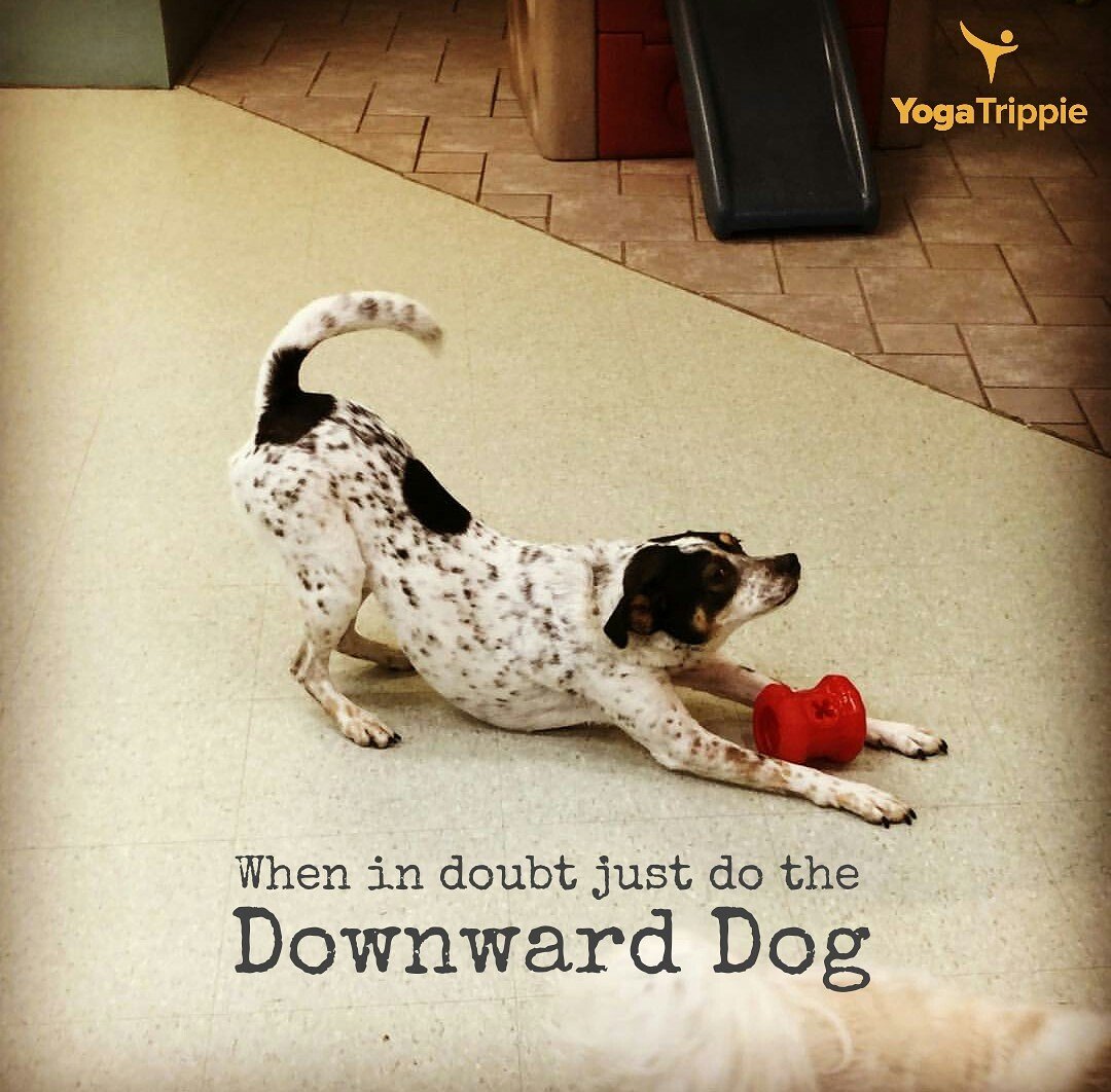 Is #DownwardDog your favorite too? These fur buddies can give you company too! #YogaTrippie